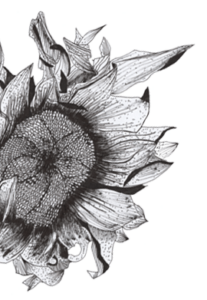 crisantemo-fiore